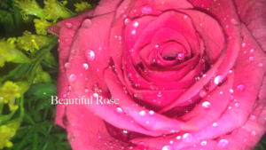 Roxanna – “Beautiful Rose” Feat. Chris Botti